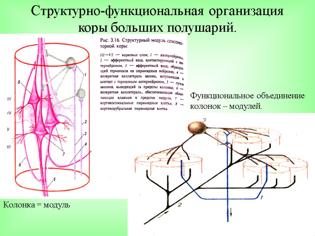 Структурно-функциональная организация коры больших полушарий. Колонка = модуль Функциональное объединение колонок – модулей.